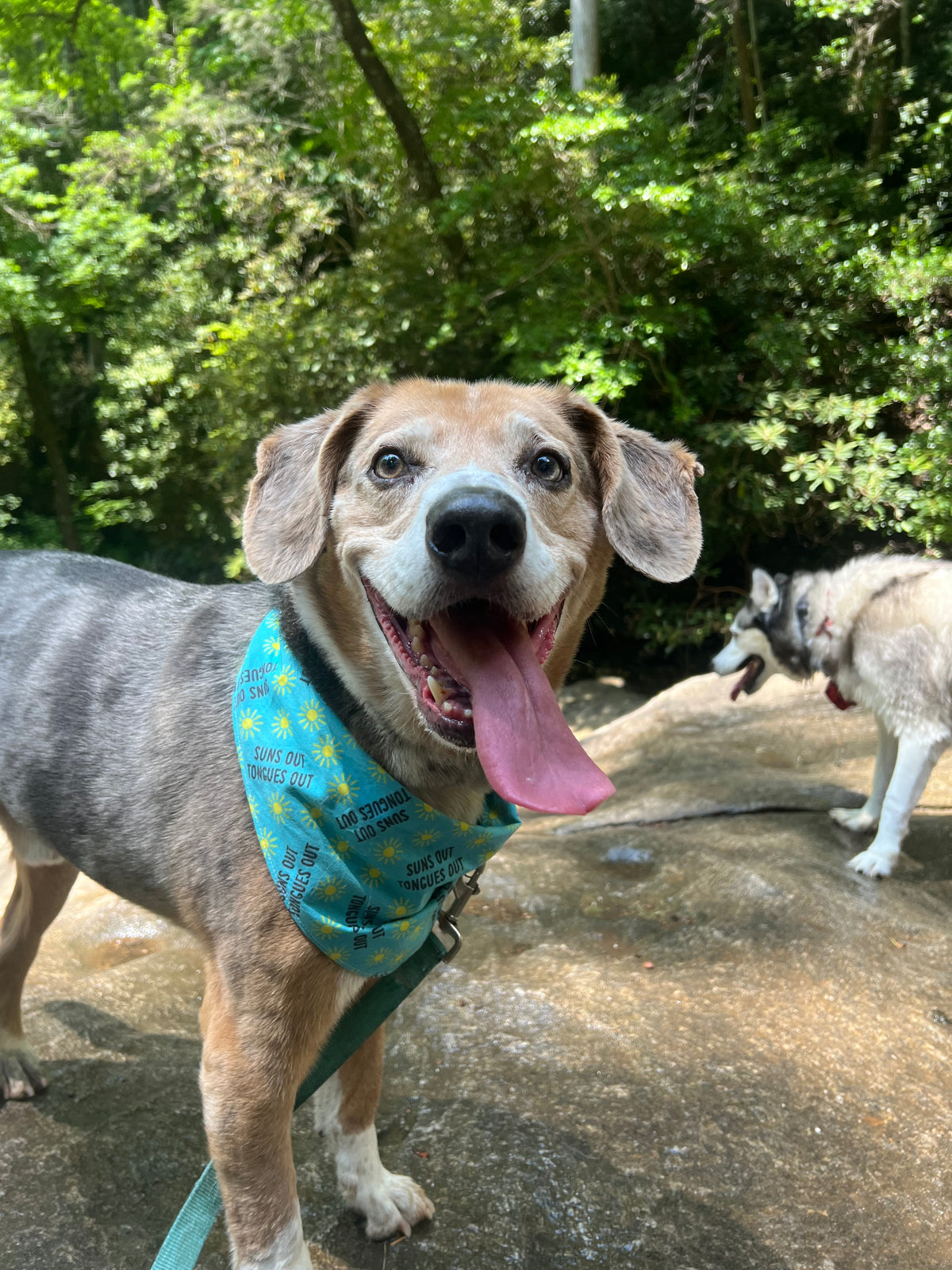 Suns Out Tongues Out
