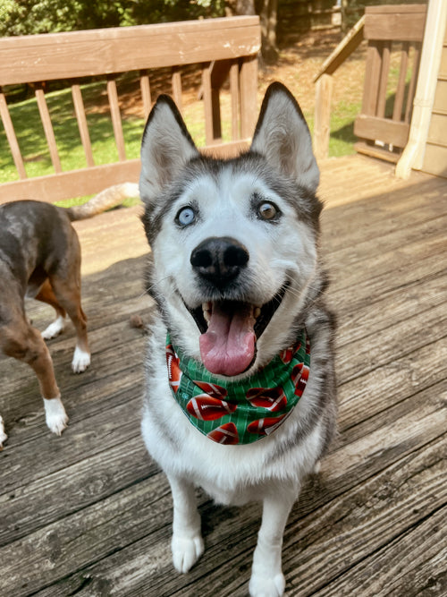 Touchdown Bandana
