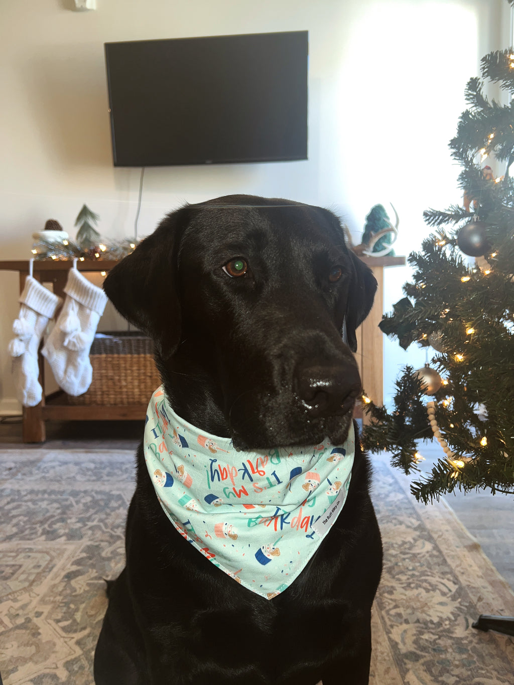 Barkday Party Bandana