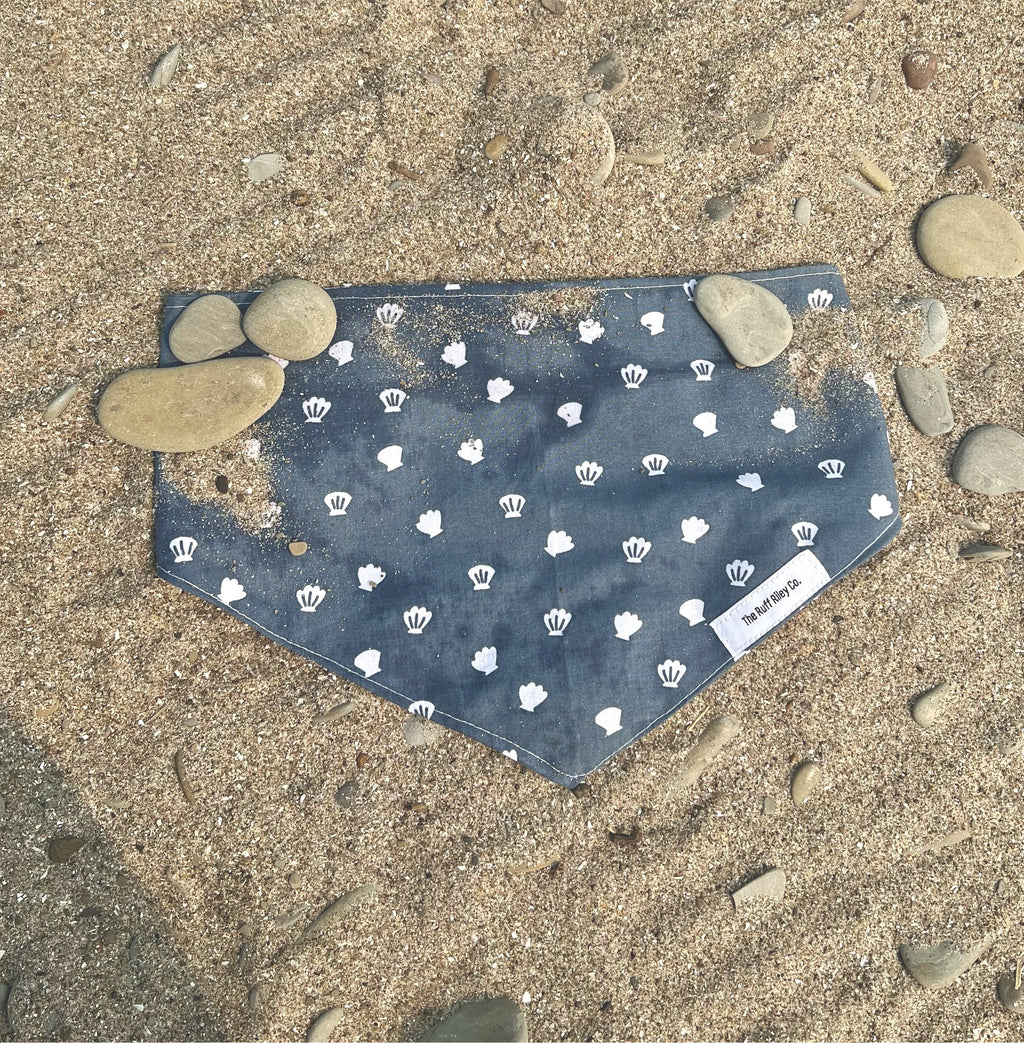 Seashells by the shore