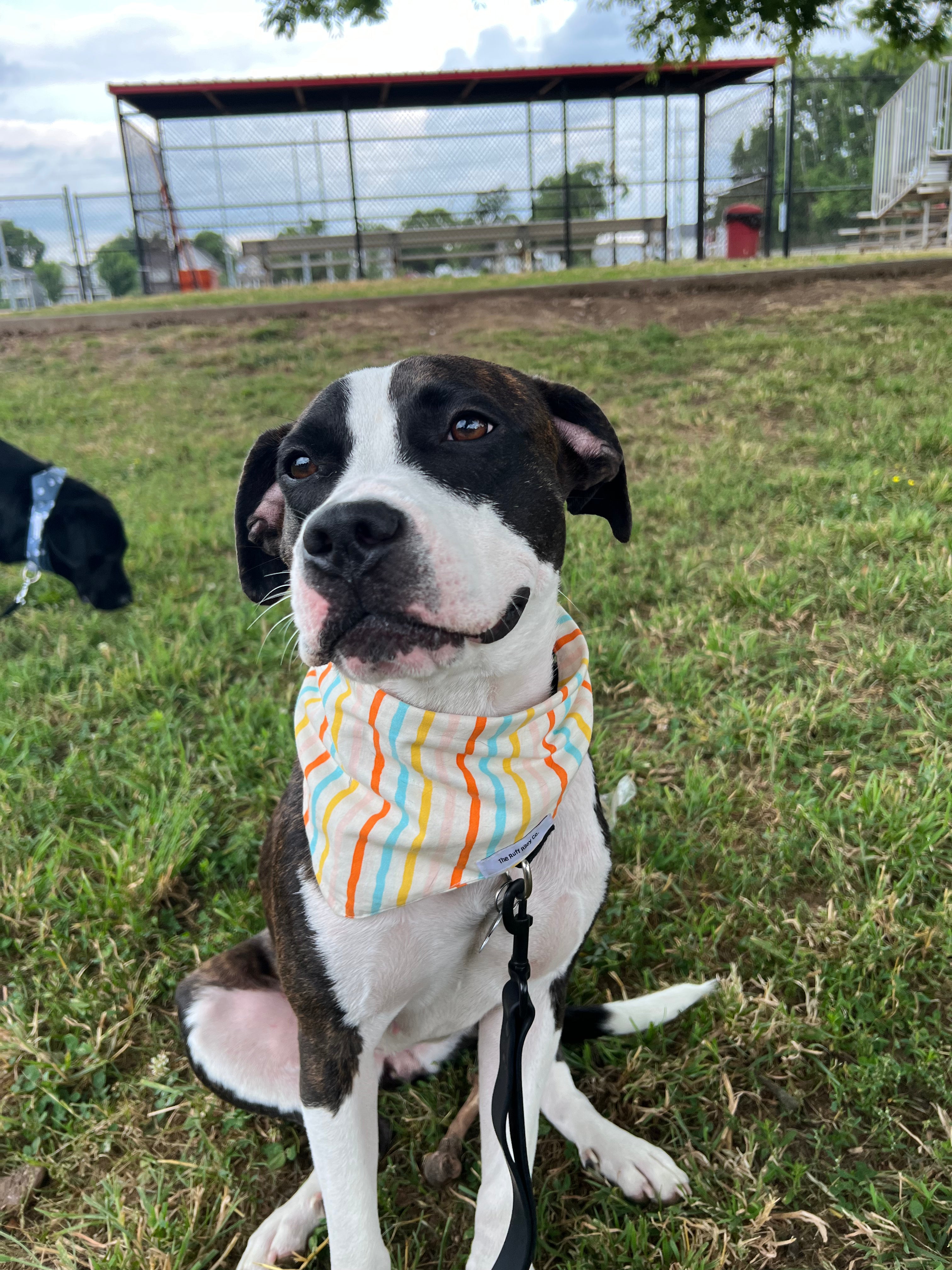 Summer Stripes Bandana